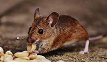 24 Hour & Emergency Exterminators in Springfield, OR